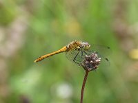 Sympetrum sanguineum 75, Bloedrode heidelibel, Saxifraga-Luuk Vermeer