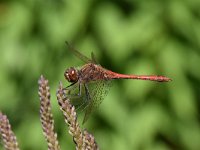 Sympetrum sanguineum 78, Bloedrode heidelibel, Saxifraga-Luuk Vermeer