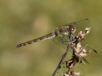 Sympetrum sanguineum 81, Bloedrode heidelibel, Saxifraga-Luuk Vermeer