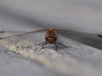 Sympetrum sanguineum 82, Bloedrode heidelibel, Saxifraga-Luuk Vermeer