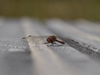 Sympetrum sanguineum 83, Bloedrode heidelibel, Saxifraga-Luuk Vermeer