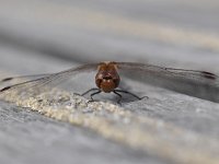 Sympetrum sanguineum 84, Bloedrode heidelibel, Saxifraga-Luuk Vermeer