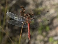 Sympetrum sanguineum 85, Bloedrode heidelibel, Saxifraga-Willem van Kruijsbergen