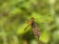 Sympetrum sanguineum 95, Bloedrode heidelibel, Saxifraga-Jan van der Straaten