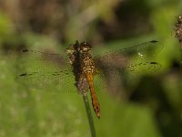 Sympetrum sanguineum 99, Bloedrode heidelibel, Saxifraga-Jan van der Straaten