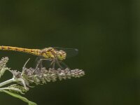 Sympetrum striolatum 108, Bruinrode heidelibel, Saxifraga-Jan van der Straaten