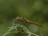 Sympetrum striolatum 109, Bruinrode heidelibel, Saxifraga-Jan van der Straaten