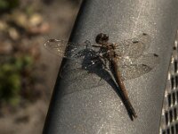Sympetrum striolatum 111, Bruinrode heidelibel, Saxifraga-Jan van der Straaten