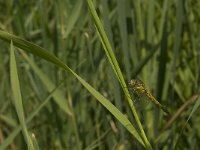 Sympetrum vulgatum 28, Steenrode heidelibel, female, Saxifraga-Jan van der Straaten