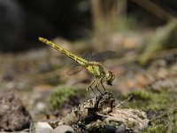 Sympetrum vulgatum 43, Steenrode heidelibel, Saxifraga-Luuk Vermeer