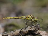 Sympetrum vulgatum 46, Steenrode heidelibel, Saxifraga-Luuk Vermeer