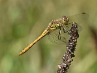 Sympetrum vulgatum 49, Steenrode heidelibel, Saxifraga-Luuk Vermeer