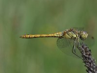 Sympetrum vulgatum 53, Steenrode heidelibel, Saxifraga-Luuk Vermeer