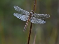 Sympetrum vulgatum 54, Steenrode heidelibel, Saxifraga-Luuk Vermeer