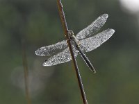 Sympetrum vulgatum 56, Steenrode heidelibel, Saxifraga-Luuk Vermeer