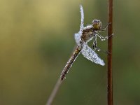 Sympetrum vulgatum 60, Steenrode heidelibel, Saxifraga-Luuk Vermeer