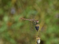 Sympetrum vulgatum 63, Steenrode heidelibel, Saxifraga-Luuk Vermeer