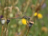 Sympetrum vulgatum 66, Steenrode heidelibel, Saxifraga-Luuk Vermeer