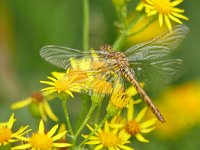 Sympetrum vulgatum 73, Steenrode heidelibel, Saxifraga-Tom Heijnen