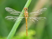 Sympetrum vulgatum 74, Steenrode heidelibel, Saxifraga-Tom Heijnen