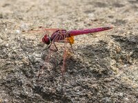 Trithemis annulata 10, male, Purperlibel, Saxifraga-Bart Heijne