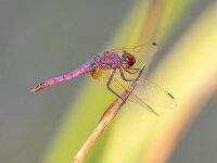 Trithemis annulata 11, male, Purperlibel, Saxifraga-Bart Heijne : 0913, 2023, Argentat, Dordogne, Frankrijk, Réserve Départemental de Biodiversité d'Argentat sur Dordogne, Trithemis annulata, libel, man, purperlibel, september, vakantie