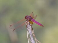 Trithemis annulata 12, male, Purperlibel, Saxifraga-Bart Heijne : 0910, 2025, Parque Natural dels Aiguamolls de l'Empordà, Sant Pere Pescador, Spanje, Trithemis annulata, insect, libel, man, purperlibel, september, vakantie