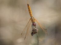 Trithemis annulata 5, female, Purperlibel, Saxifraga-Bart Heijne : 0911, 2023, Argentat, Frankrijk, Réserve Départemental de Biodiversité d'Argentat sur Dordogne, Trithemis annulata, insect, libel, obelisk houding, purperlibel, september, vakantie, vrouw