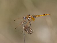 Trithemis annulata 6, female, Purperlibel, Saxifraga-Bart Heijne : 0911, 2023, Argentat, Frankrijk, Réserve Départemental de Biodiversité d'Argentat sur Dordogne, Trithemis annulata, insect, libel, purperlibel, september, vakantie, vrouw