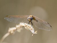 Trithemis annulata 7, female, Purperlibel, Saxifraga-Bart Heijne : 0911, 2023, Argentat, Frankrijk, Réserve Départemental de Biodiversité d'Argentat sur Dordogne, Trithemis annulata, insect, libel, purperlibel, september, vakantie, vrouw