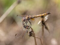 Trithemis annulata 8, female, Purperlibel, Saxifraga-Bart Heijne : 0911, 2023, Argentat, Frankrijk, Réserve Départemental de Biodiversité d'Argentat sur Dordogne, Trithemis annulata, insect, libel, purperlibel, september, vakantie, vrouw