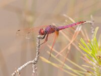 Trithemis annulata 9, male, Purperlibel, Saxifraga-Bart Heijne : 2013, Griekenland, Lesbos, M, Palios, Trithemis annulata, insect, libel, mei, purperlibel, vakantie, voorjaar