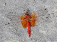 Trithemis kirbyi