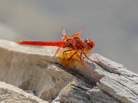 Trithemis kirbyi 2, male, Oranje zonnewijzer, Saxifraga-Bart Heijne : 0908, 2025, Montagut, Riu Flavià, Spanje, Trithemis kirbyi, insect, libel, man, oranje zonnewijzer, rio El Llierca, rivier, september, vakantie