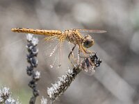 Trithemis kribyi 3, female, Oranje zonnewijzer, Saxifraga-Bart Heijne : 2016, Granada, Spanje, Trithemis kirbyi, V, camping Cortijo la Lomillo, insect, oranje zonnewijzer, vakantie, voorjaar, vrouw, Órgiva
