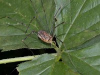 Opilio canestrinii 1, female, Rode hooiwagen, Saxifraga-Ab H Baas