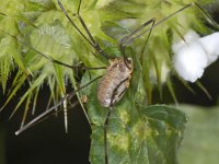 Opilio canestrinii 3, female, Rode hooiwagen, Saxifraga-Ab H Baas