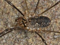 Phalangium opilio 4, male, Gewone hooiwagen, Saxifraga-Ab H Baas