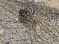 Phalangium opilio 7, female, Gewone hooiwagen, Saxifraga-Ab H Baas