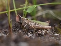 Chorthippus albomarginatus 2, Kustsprinkhaan, Saxifraga-Luuk Vermeer