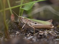 Chorthippus albomarginatus 3, Kustsprinkhaan, Saxifraga-Luuk Vermeer