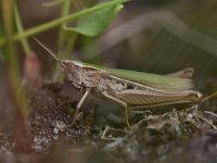 Chorthippus albomarginatus 4, Kustsprinkhaan, Saxifraga-Luuk Vermeer