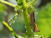 Chorthippus albomarginatus 5, Kustsprinkhaan, Saxifraga-Tom Heijnen