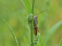 Chorthippus biguttulus 14, Ratelaar, Saxifraga-Tom Heijnen