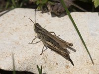 Chorthippus biguttulus 8, Ratelaar, male, Saxifraga-Paul Westrich