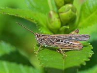 Chorthippus brunneus 8, Bruine sprinkhaan, Saxifraga-Tom Heijnen