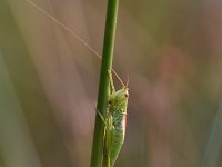 Conocephalus dorsalis 13, Spitskopje, Saxifraga-Luuk Vermeer