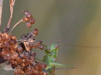 Conocephalus dorsalis 14, Spitskopje, Saxifraga-Luuk Vermeer