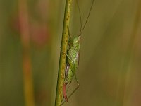 Conocephalus dorsalis 16, Spitskopje, Saxifraga-Luuk Vermeer