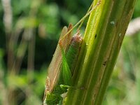 Conocephalus fuscus